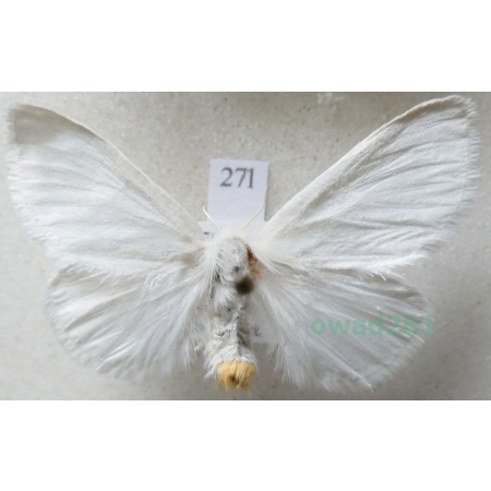 Euproctis similis (Fuessly, 1775) female Kuprówka złotnica Czech27l